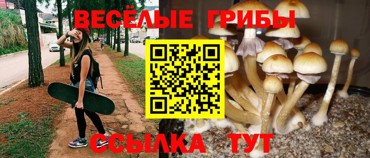 Озёрск  Псилоцибиновые грибы Psilocybine cubensis  Вход с VPN 